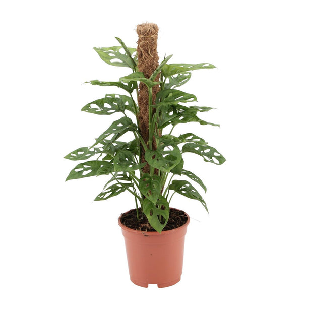 Monstera Monkey - Gatenplant - Ø 17 cm - ↑ 60 cm