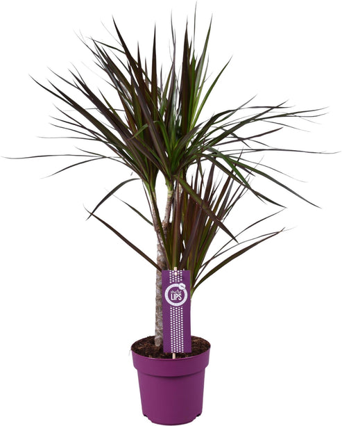 Dracaena Magenta (Drakenbloedboom) - Ø 17 cm - ↑ 70 cm