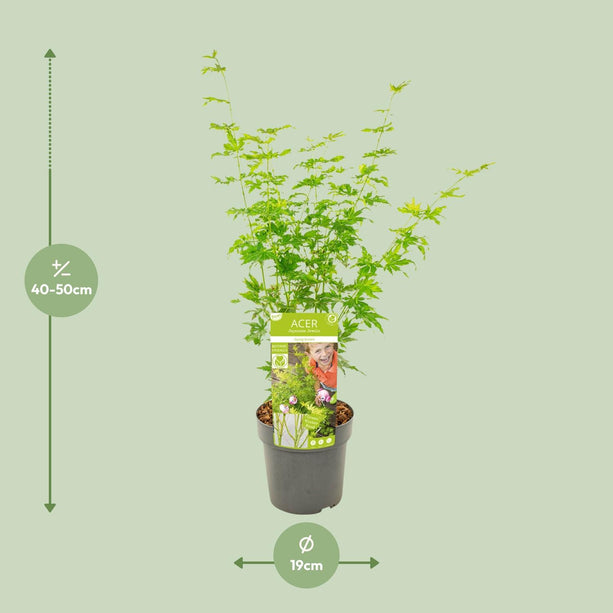 Acer palmatum Going Green - Ø19 - ↨40cm