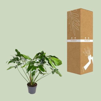 Philodendron Green Wonder - Hangplant - Ø 24 cm - ↑ 100 cm