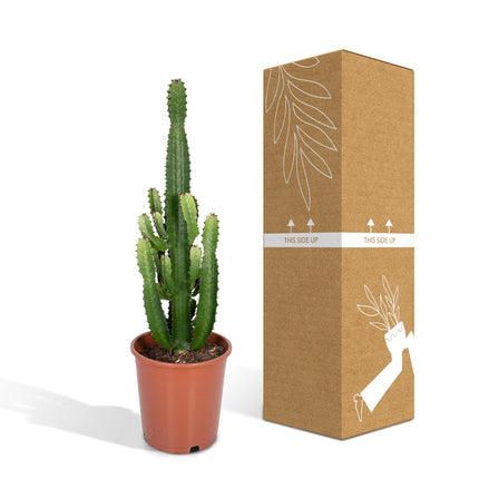 Euphorbia acrurensis (Cowboycactus) - Ø 24 cm - ↑ 60 cm