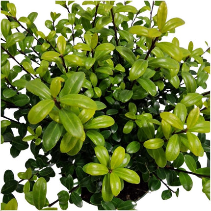 Hulsthaag - Ilex crenata 'Jenny'® - Set van 6 winterharde haagplanten - ↑ 1 meter - Groenblijvende haag - Vers van de kwekerij geleverd