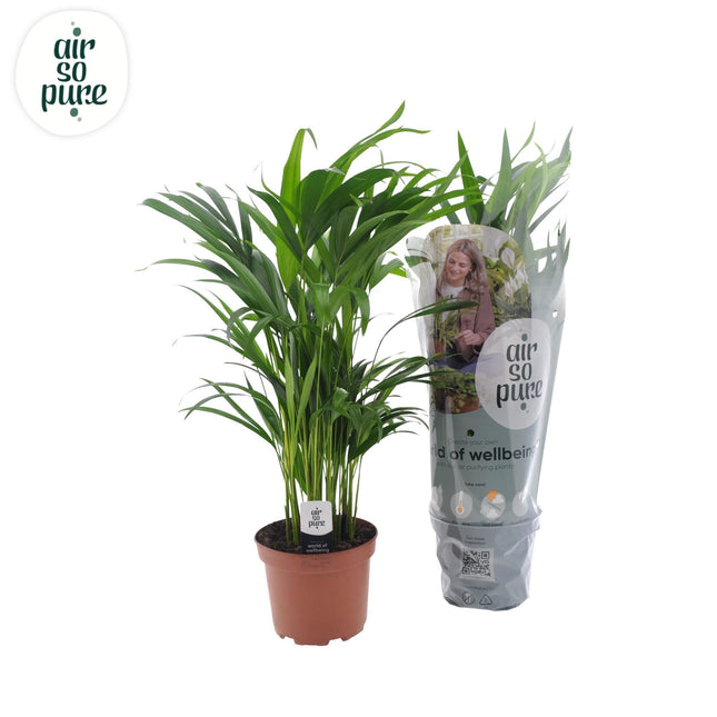 Dypsis lutescens (Goudrietpalm) - Ø 17 cm - ↑ 65 cm