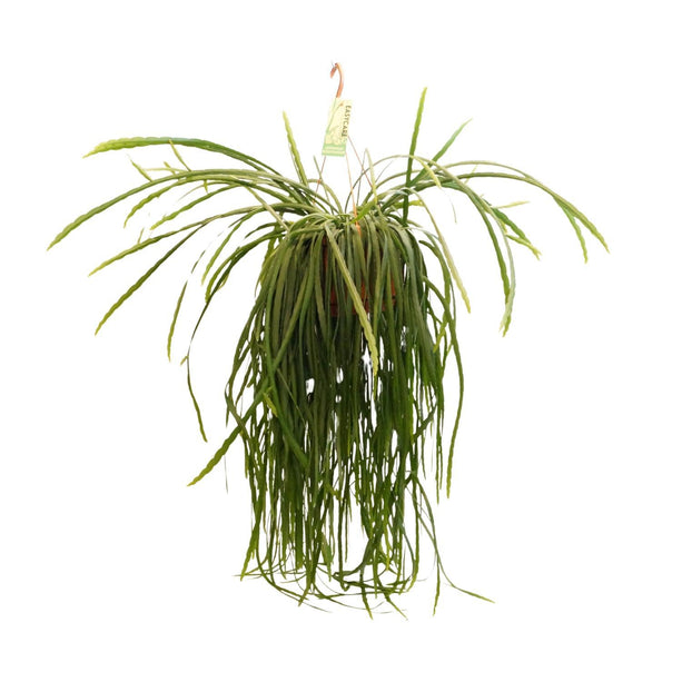 Lepismium Bolivianum - Hangplant - Ø 21 cm - ↑ 70 cm