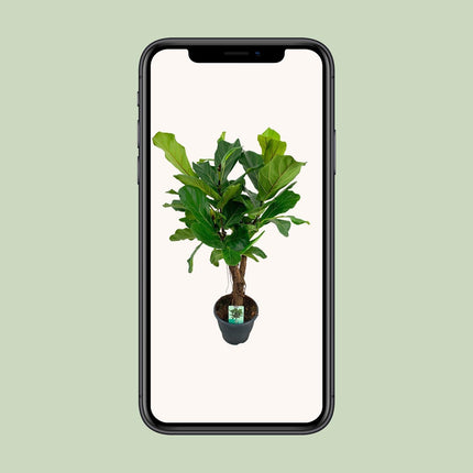 Ficus lyrata (Vioolbladplant) - Ø 26 cm - ↑ 100 cm