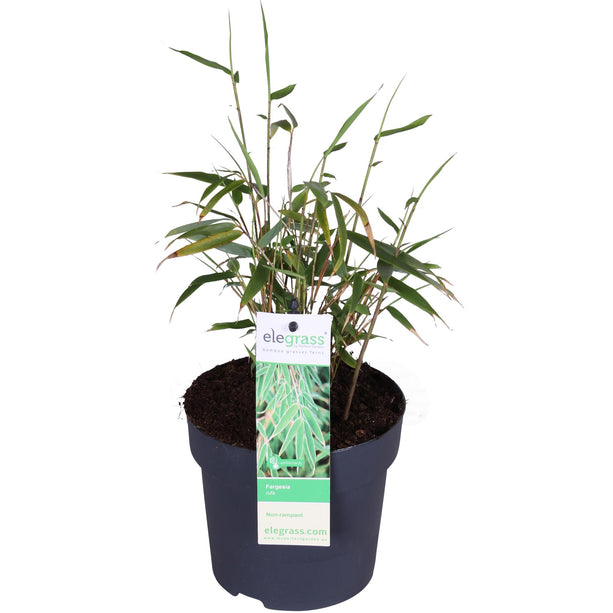 Fargesia rufa (Bamboeplant) - Ø 14 cm - ↑ 40 cm