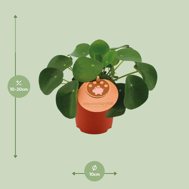 Pilea Peperomioides - Pannenkoekplant - Ø 11 cm - ↑ 15 cm