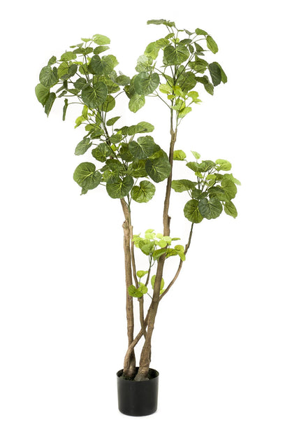 Kunstplant - Polyscias - Aralia - 140 cm