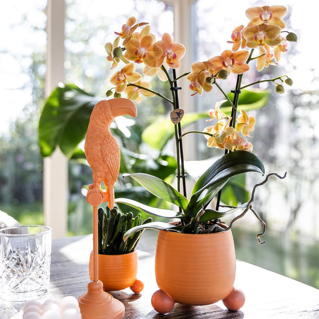 Kolibri Orchids | Oranje Phalaenopsis orchidee - Mineral Bolzano + Rolling peach - potmaat Ø9cm | bloeiende kamerplant - vers van de kweker